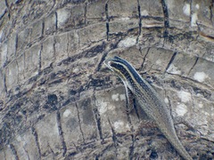 Dasia vittata
