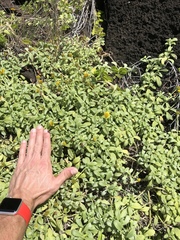 Lipochaeta integrifolia