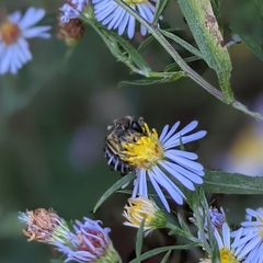 Colletes compactus compactus
