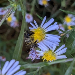 Colletes compactus compactus