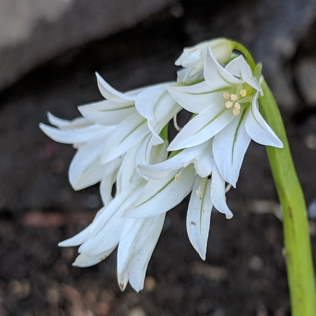Allium triquetrum, 97838 Bathiany Ln, Brookings, OR 97415, USA