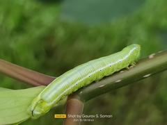 Cephonodes hylas