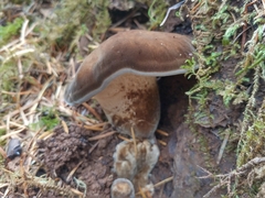 Jahnoporus