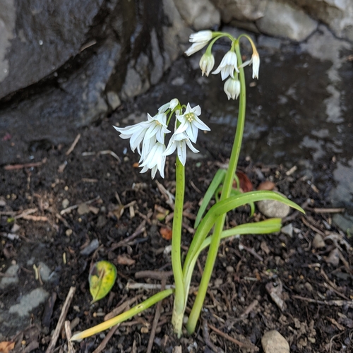 Allium triquetrum