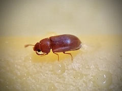 Typhaea stercorea