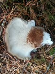 Jahnoporus