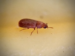 Typhaea stercorea