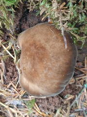 Jahnoporus