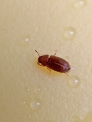 Typhaea stercorea