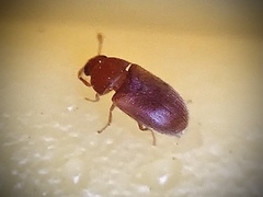 Typhaea stercorea