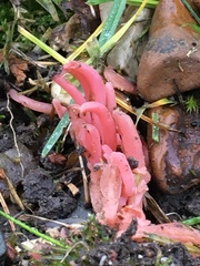 Clavaria rosea