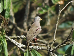 Columbina cruziana