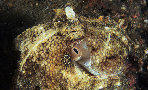 Amphioctopus fangsiao