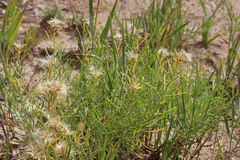 Ericameria parryi attenuata