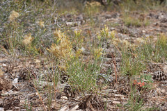 Ericameria parryi attenuata