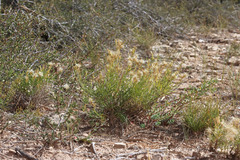 Ericameria parryi attenuata