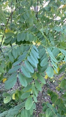 Robinia pseudoacacia