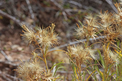 Ericameria parryi attenuata