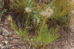 Ericameria parryi attenuata