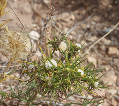 Ericameria parryi attenuata