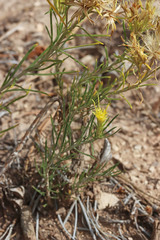 Ericameria parryi attenuata