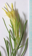 Ericameria parryi attenuata