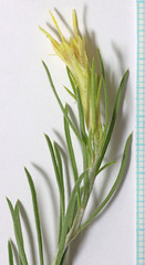Ericameria parryi attenuata