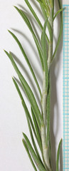 Ericameria parryi attenuata