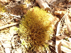 Triquetrella papillata