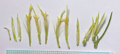 Ericameria parryi attenuata