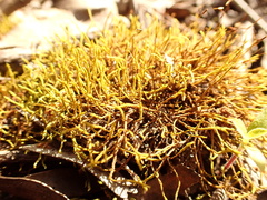 Triquetrella papillata