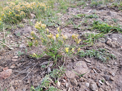 Ericameria parryi attenuata