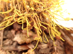 Triquetrella papillata