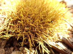 Triquetrella papillata