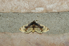 Compacta hirtalis