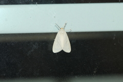Neoplynes eudora