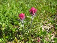 Castilleja parviflora oreopola