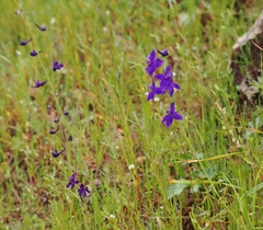 Delphinium decorum