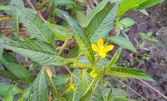 Ludwigia hyssopifolia