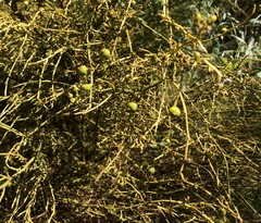 Choretrum glomeratum