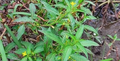 Ludwigia hyssopifolia