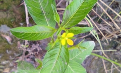 Ludwigia hyssopifolia