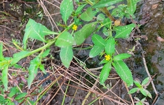 Ludwigia hyssopifolia