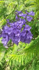 Jacaranda mimosifolia