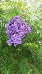 Jacaranda mimosifolia