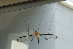 Aurotipula clara