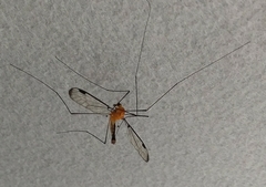 Aurotipula clara