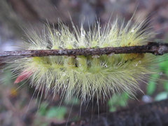 Calliteara pseudabietis