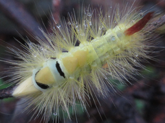 Calliteara pseudabietis