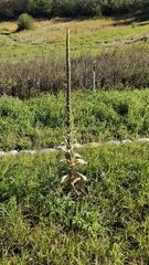 Verbascum thapsus